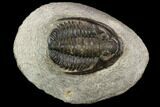 Huge, Cornuproetus Trilobite Fossil - Morocco #120055-1